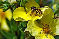 Sunfly