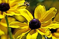 Sunfly