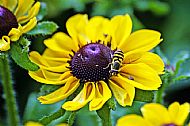 Sunfly