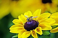 Sunfly