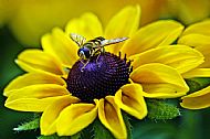 Sunfly