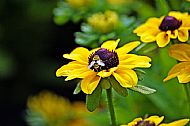 Sunfly