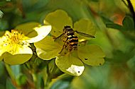 Sunfly