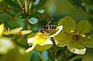 Sunfly