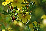 Sunfly