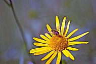 Sunfly
