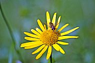 Sunfly