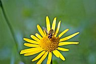 Sunfly