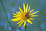 Sunfly