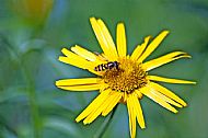 Sunfly