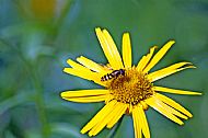 Sunfly