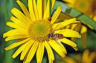 Sunfly