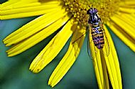 Sunfly