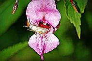 Wasp