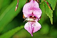 Wasp