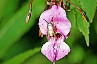 Wasp