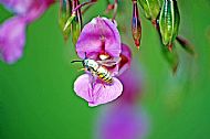 Wasp