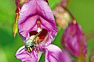 Wasp