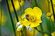 Wasp