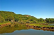 Willowgate Wildlife Ponds