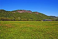 Field of Buttercups 