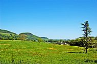 Field of Buttercups