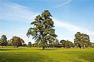 Trees