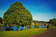 Trees