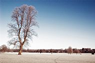 Frosty Day