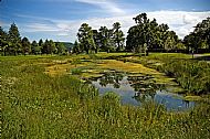 Wildlife Pond