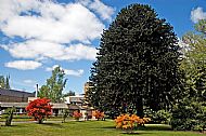 Araucaria Tree