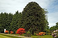 Araucaria Tree
