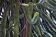 Araucaria Tree