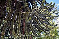 Araucaria Tree