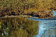 River Almond