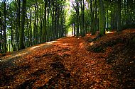Woodland Walk