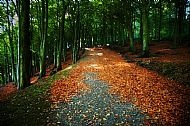 Woodland Walk