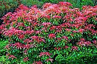 Andromeda Plant  