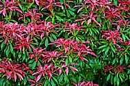 Andromeda Plant