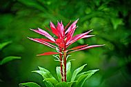 Andromeda Plant