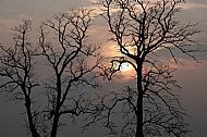 Silhouette