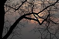 Silhouette