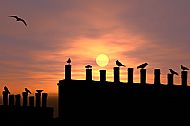 Rooftops of Perth