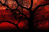 Silhouette