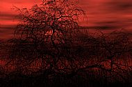 Silhouette