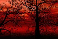 Silhouette