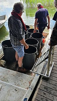 Stocking - August 2020