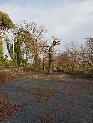Tree work at Loughinisland - V Krupa