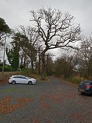 Tree work at Loughinisland - V Krupa