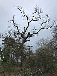 Tree work at Loughinisland - V Krupa